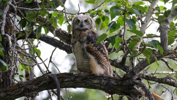 Картинка животные совы сова дерево