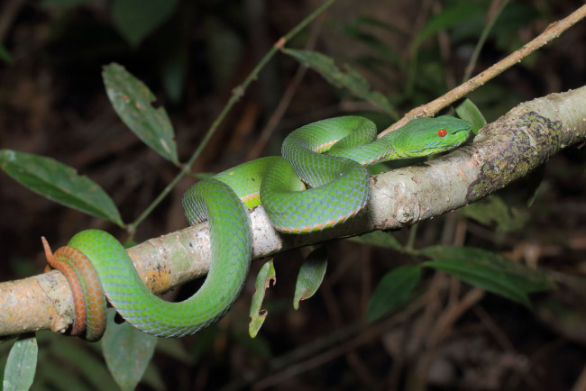 Обои картинки фото животные, змеи,  питоны,  кобры, змейка