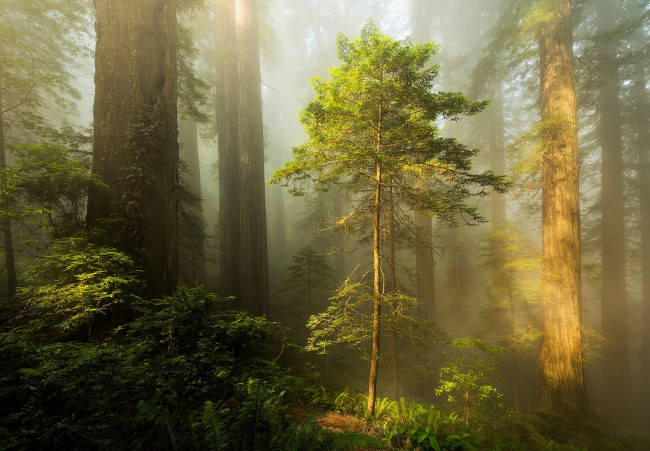 Обои картинки фото природа, лес, простор