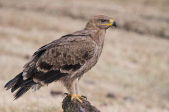 Картинка степной+орёл животные птицы+-+хищники степной орёл орлы ястребиные ястребообразные птица хищник клюв когти перья крылья полёт