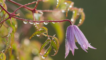 Картинка цветы колокольчики колокольчик капли