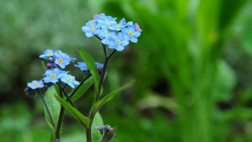 Картинка цветы незабудки голубой