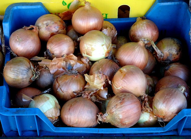 Обои картинки фото еда, лук, репчатый, осень, урожай