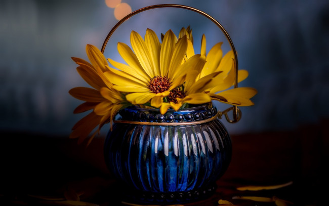 Обои картинки фото цветы, остеоспермумы, ваза, желтый, остеопермум