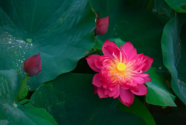 Обои картинки фото цветы, лотосы, листья, лотос, бутоны