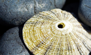 Картинка разное ракушки +кораллы +декоративные+и+spa-камни камни галька ракушка