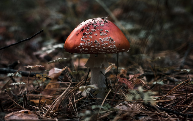 Обои картинки фото природа, грибы,  мухомор, мухомор