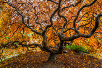 обоя природа, деревья, осень