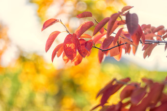 обоя природа, листья, осень