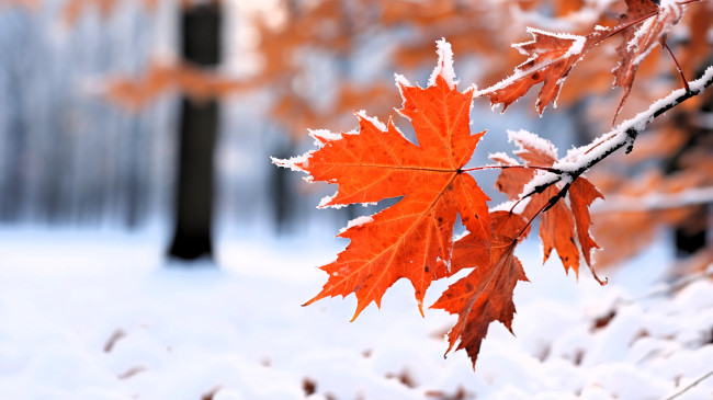 Обои картинки фото природа, листья, лес, деревья, снег, ветки, клен