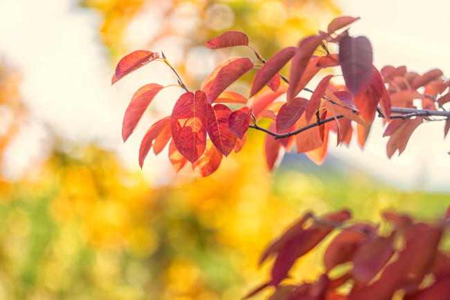 Обои картинки фото природа, листья, осень