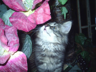 Картинка виски животные коты