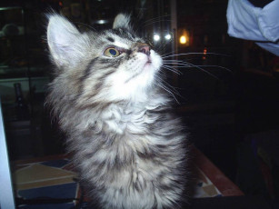 Картинка виски животные коты