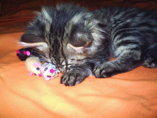 Обои картинки фото виски, животные, коты