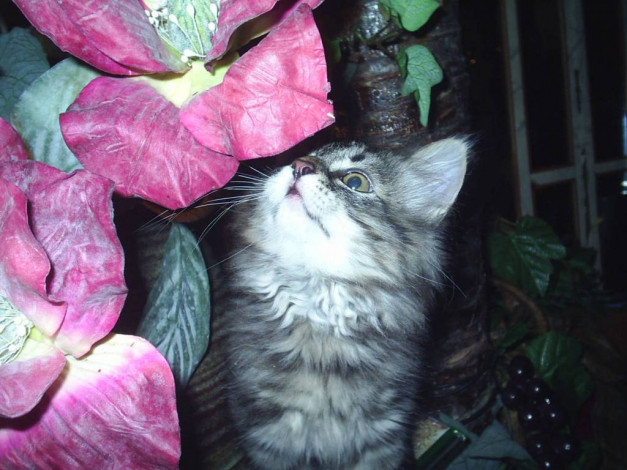 Обои картинки фото виски, животные, коты