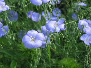 Картинка цветы луговые полевые