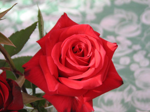 Картинка цветы розы