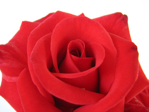 обоя цветы, розы