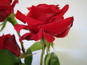 Картинка цветы розы