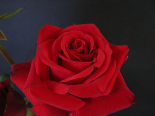 Картинка цветы розы