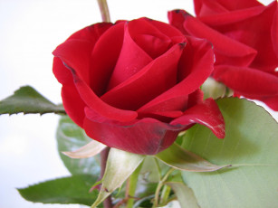 Картинка цветы розы