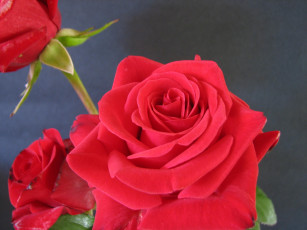 Картинка цветы розы