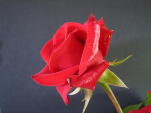 Картинка цветы розы