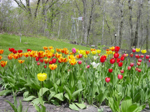 Картинка цветы тюльпаны