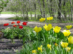 Картинка цветы тюльпаны