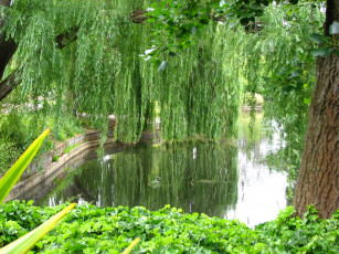 Картинка природа