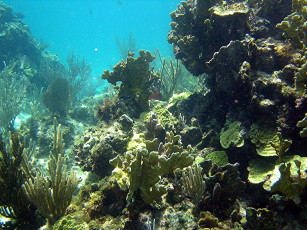 Картинка природа