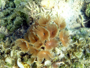 Картинка природа