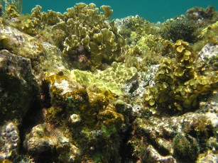 Картинка природа