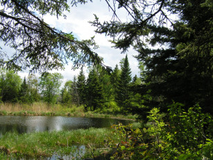 Картинка природа