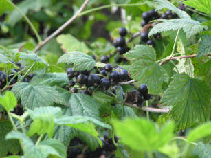 Картинка смородина природа