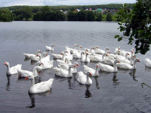 Картинка животные лебеди