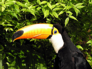 Картинка животные туканы