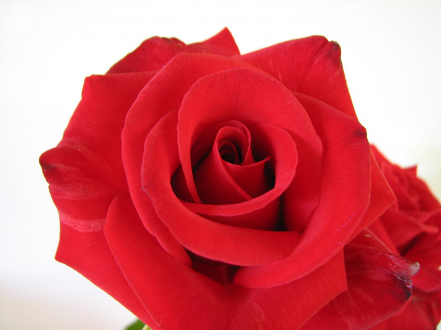 Обои картинки фото цветы, розы