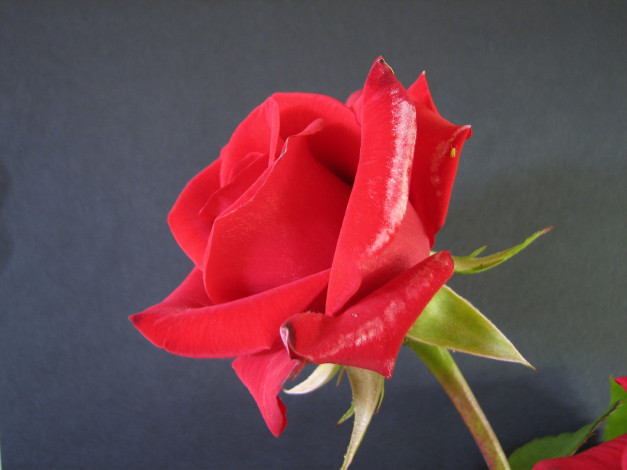 Обои картинки фото цветы, розы