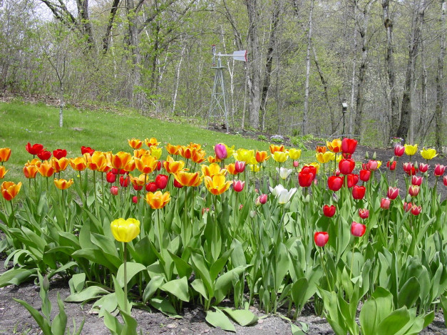 Обои картинки фото цветы, тюльпаны