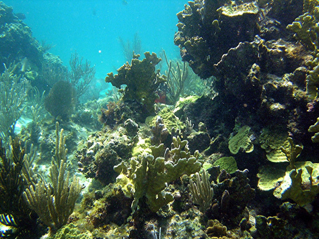 Обои картинки фото природа