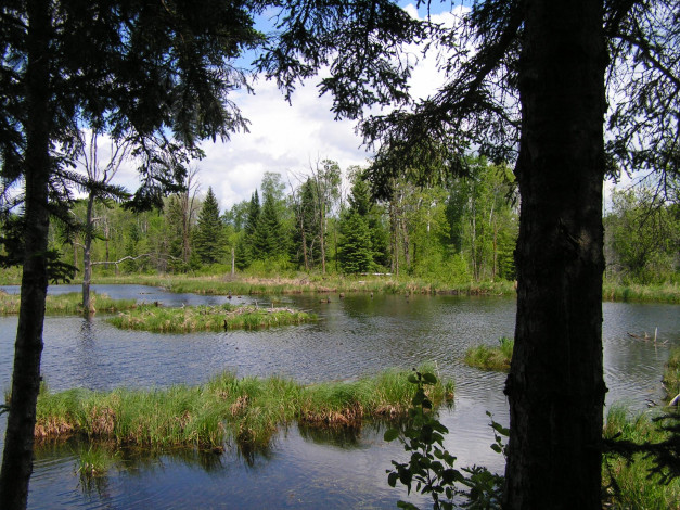 Обои картинки фото природа