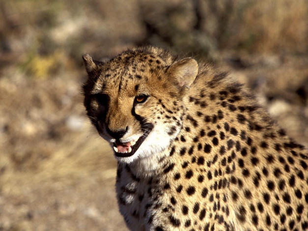 Обои картинки фото животные, гепарды