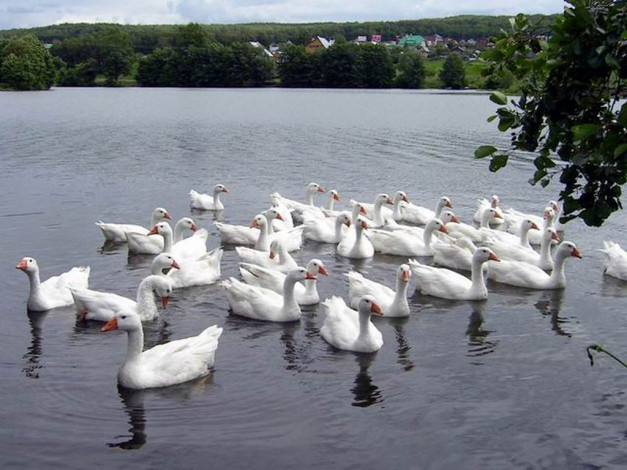 Обои картинки фото животные, лебеди