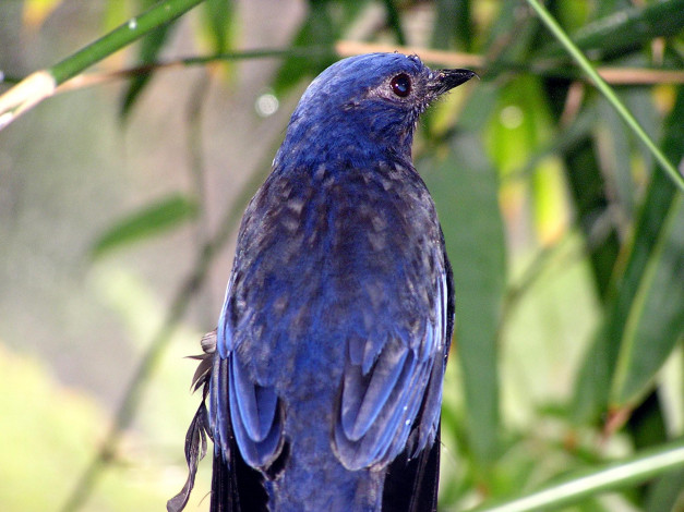 Обои картинки фото животные, птицы