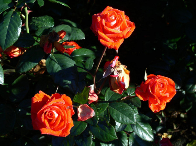 Обои картинки фото цветы, розы