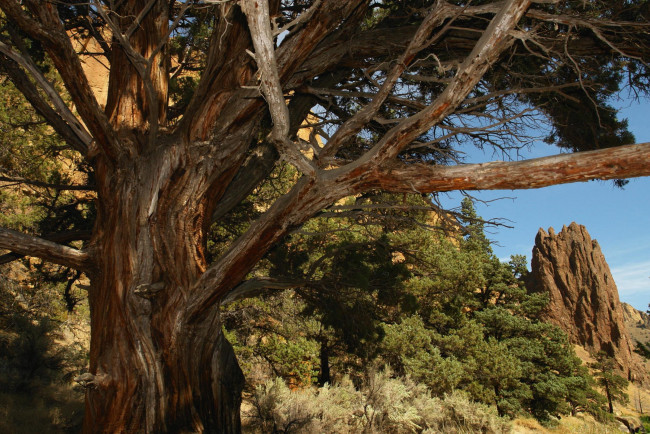 Обои картинки фото природа