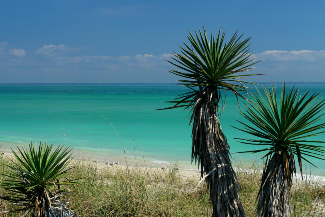 Обои картинки фото природа