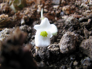 Картинка цветы