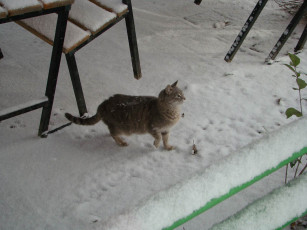 Картинка животные коты